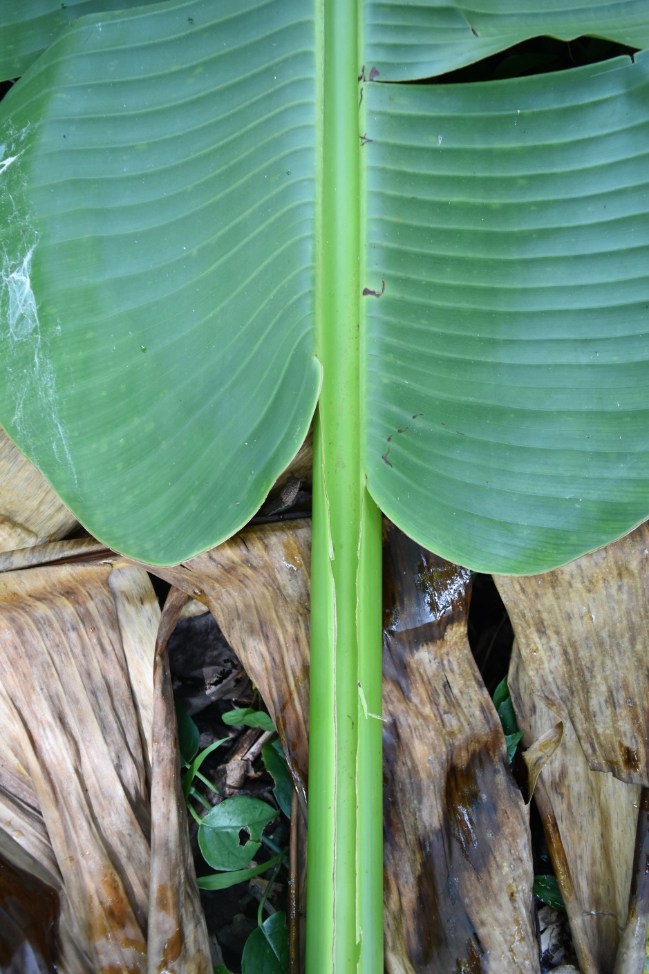 Lamina base equality and base shape